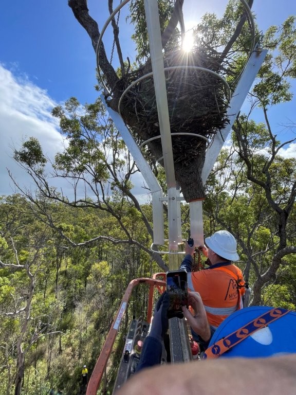 Eagles Nest Relocation — photo 2