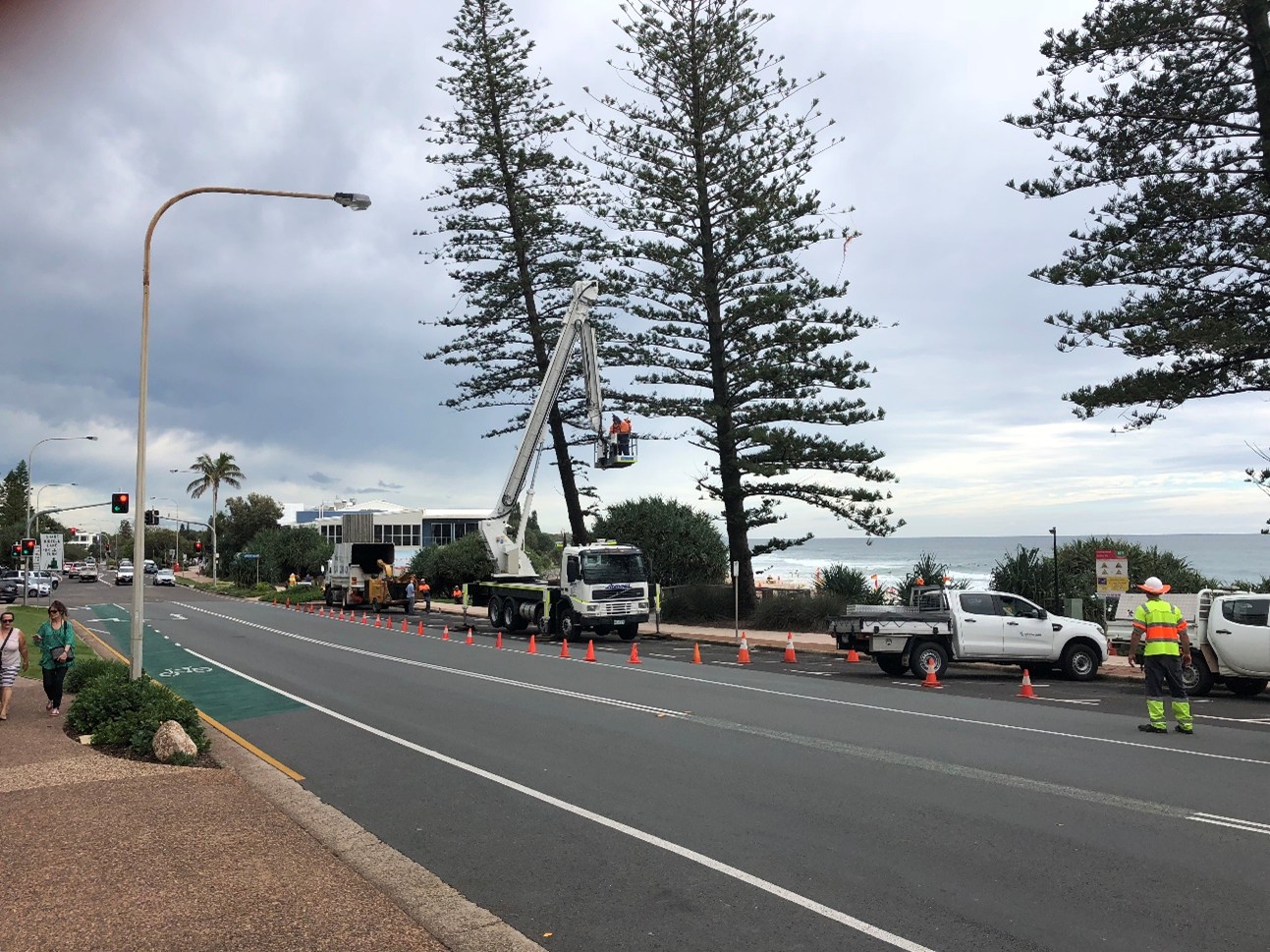 Large Norfolk Pine Removals — photo 4