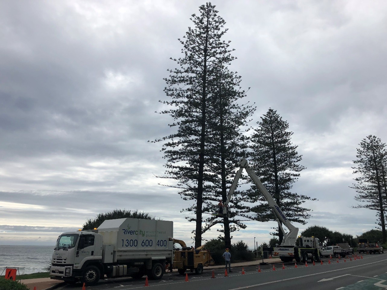 Large Norfolk Pine Removals — photo 6