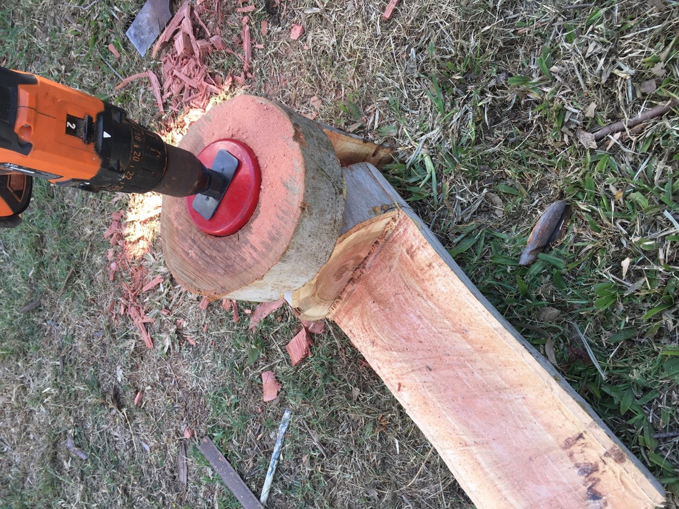 Renmark Court Tree Hollow and Habitat Creation — photo 2