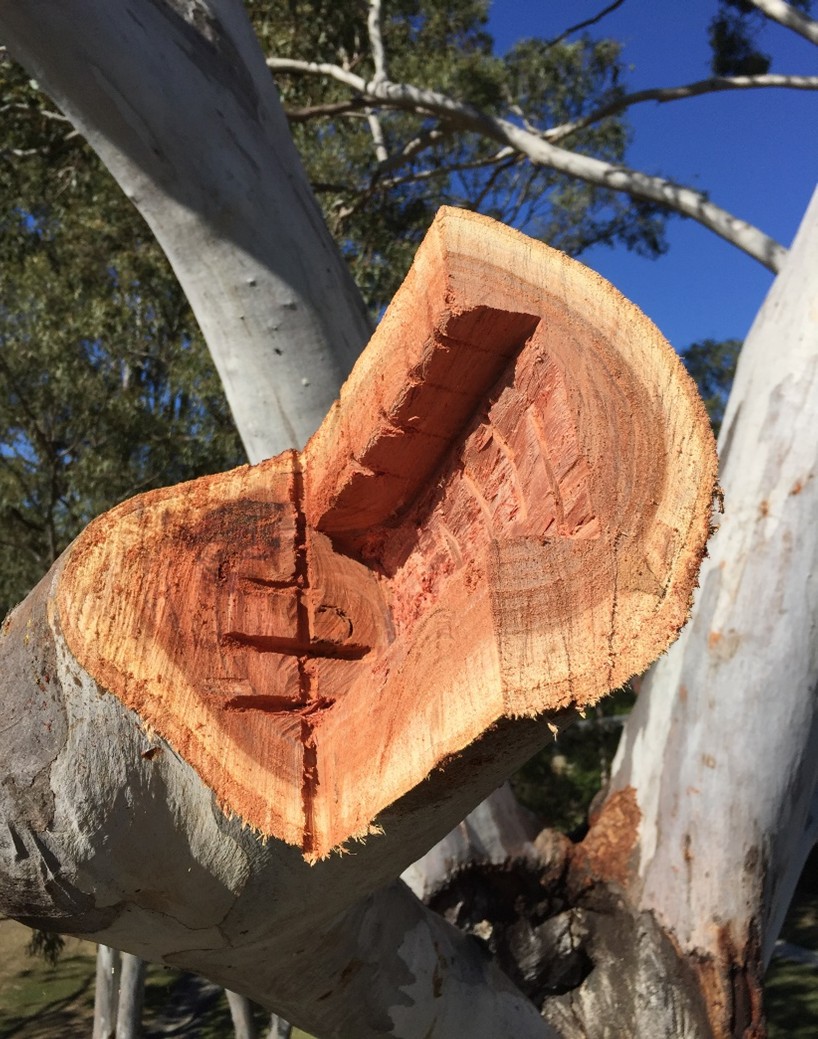 Renmark Court Tree Hollow and Habitat Creation — photo 5