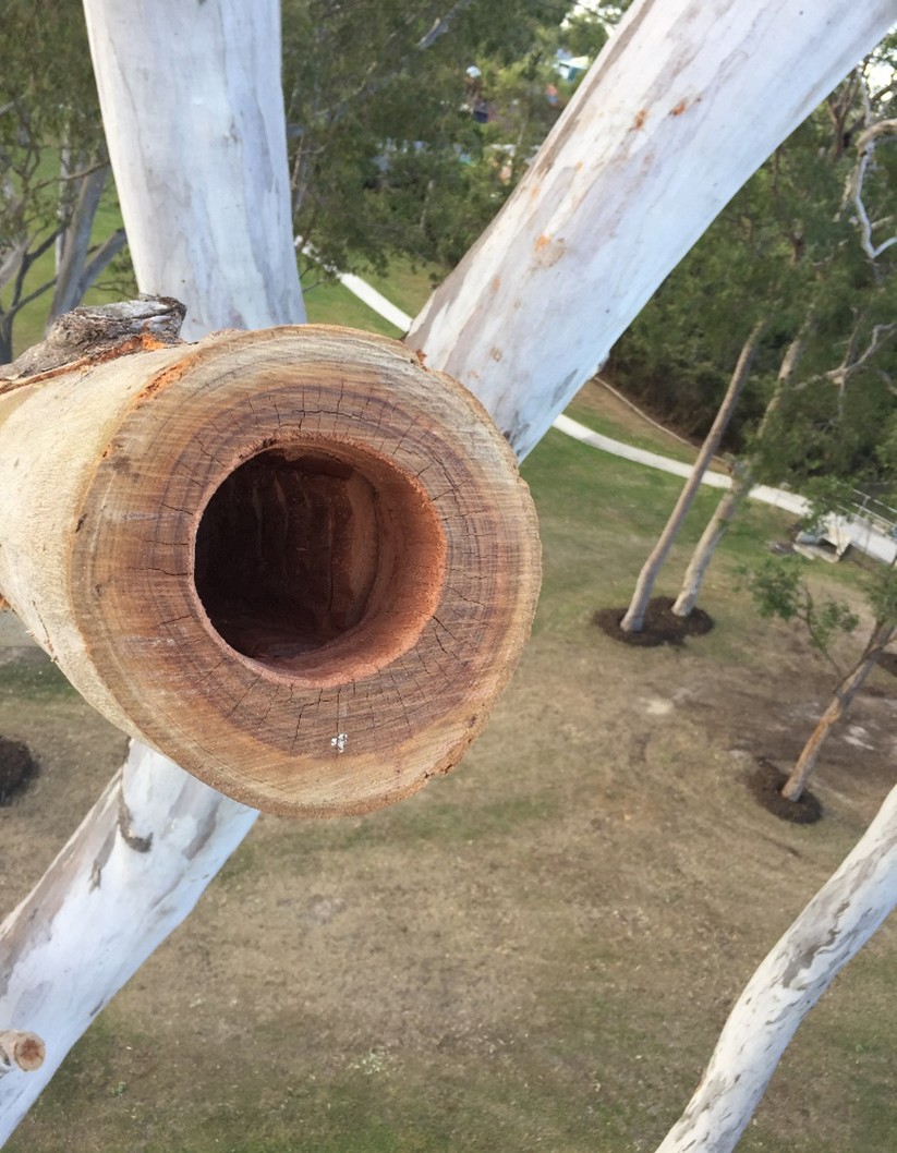 Renmark Court Tree Hollow and Habitat Creation — photo 6