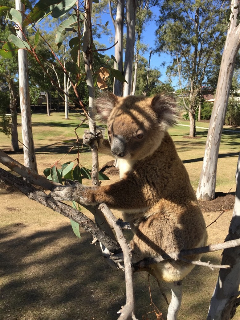 Renmark Court Tree Hollow and Habitat Creation