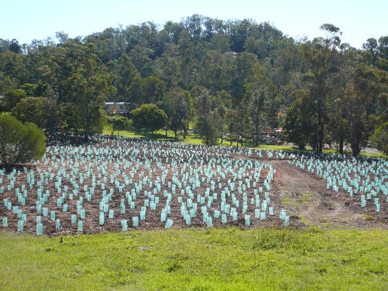 SEQ revegetation project — Rivercity Environmental
