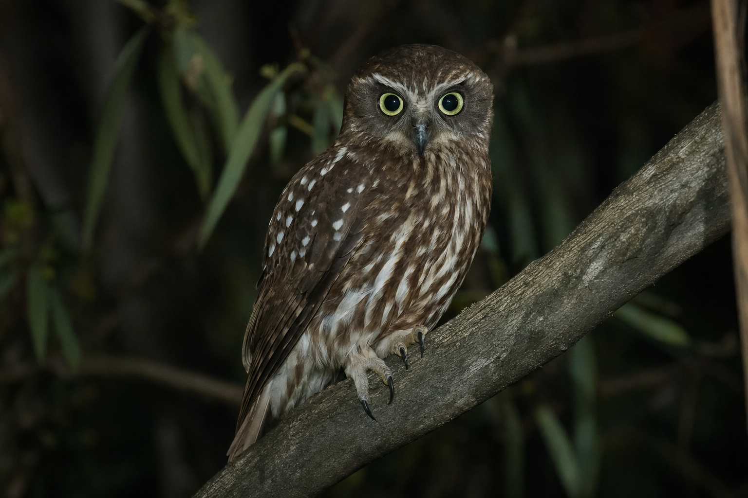 Southern Boobook