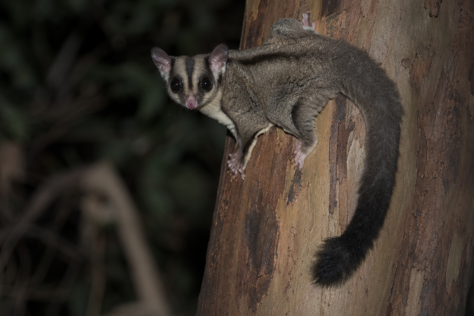 Squirrel Glider
