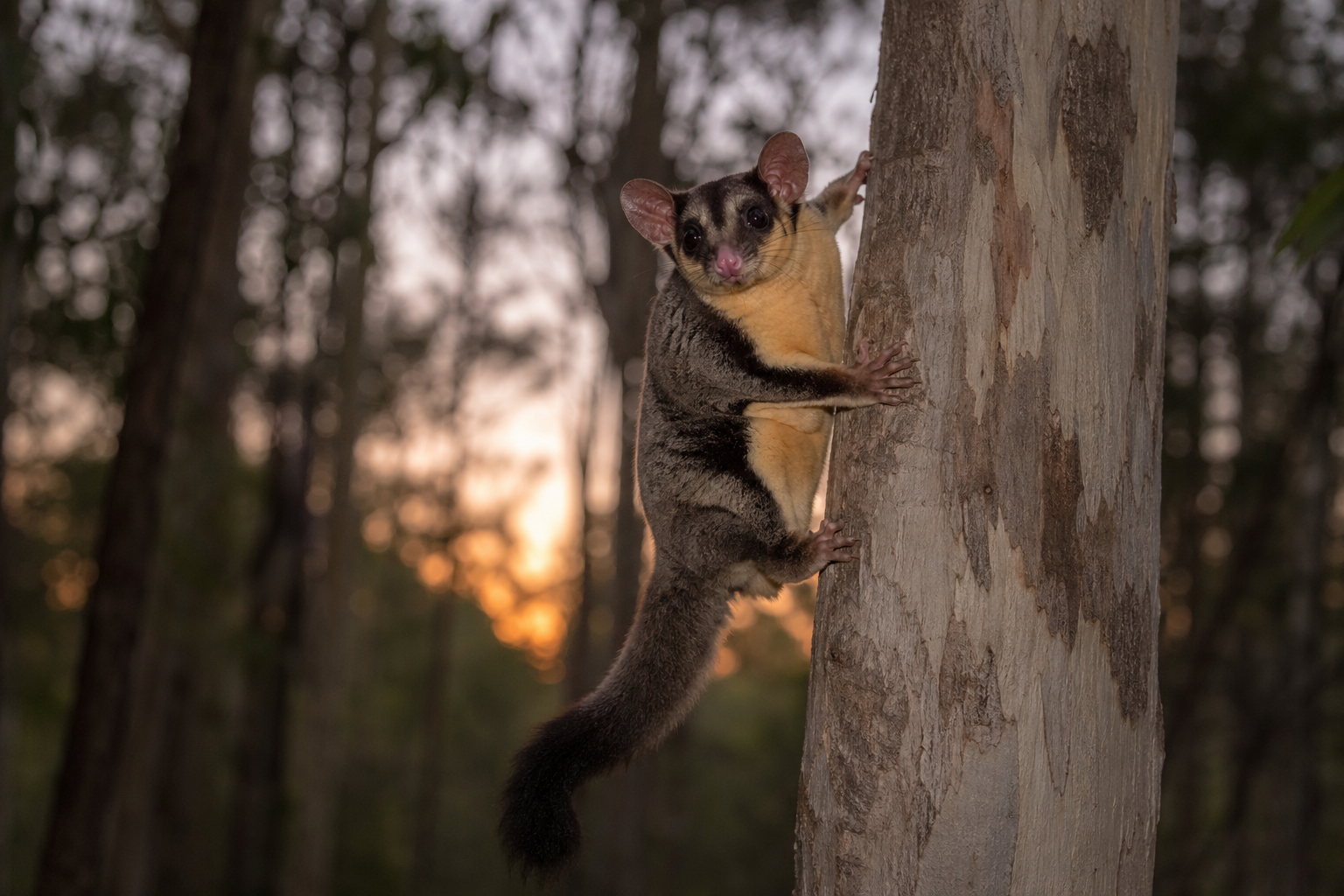 Yellow-bellied Glider